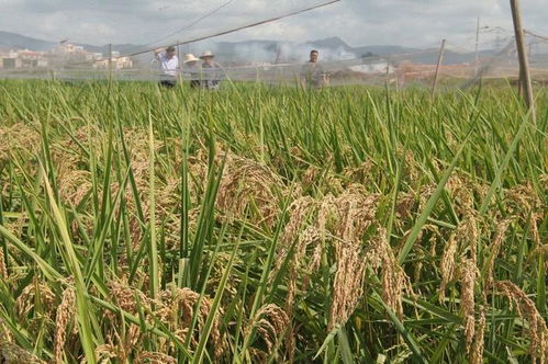 玉米大涨,稻谷却下跌,需求不振调控再升级,稻价要跌破1.3