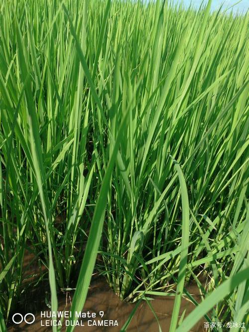 东北寒地水稻种植技术系列分享6睡水稻种子的选择