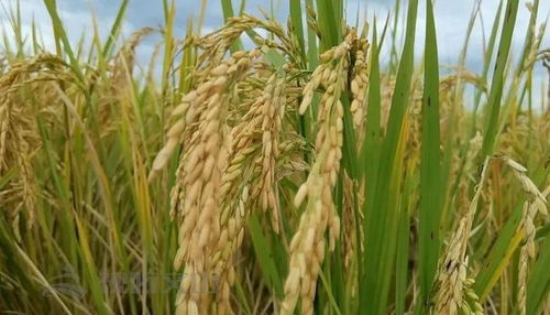 砚山平远 攻克水稻种植难题 打造 绿色大米 品牌