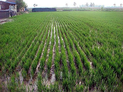 机械化直播:我国水稻种植的一场技术革命?