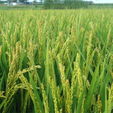 讷河市嫩水有机水稻种植农民专业合作社