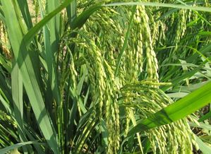 如何种好水稻 什么品种的水稻好吃又高产 这些种植经验教给你