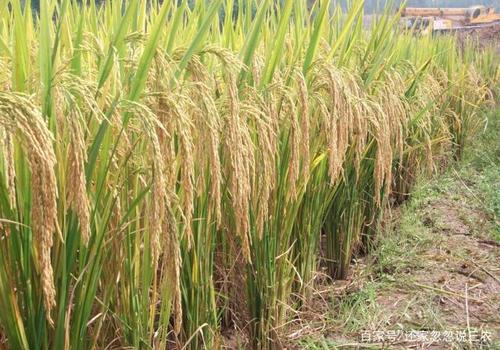 水稻水层灌溉的优点,以及缺点,看完对你种植水稻有帮助哟