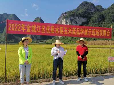 2022年金城江区优质水稻玉米新品种展示现场观摩会成功举行