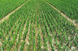 种植水稻为什么要晒田 好处是什么 注意事项有哪些