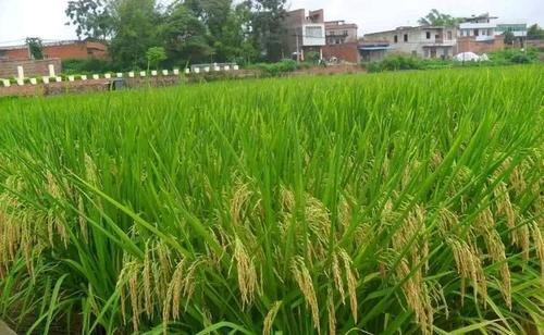 适宜在南方种植的优良水稻品种有哪些?推荐以下获农民好评的品种