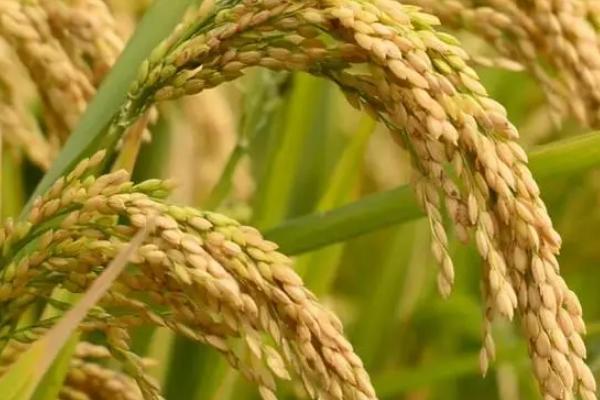 水稻是经济作物吗水稻种植方法