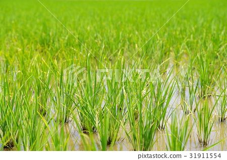 图库照片: 水稻 稻田 稻米