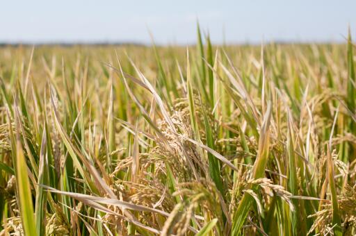 水稻怎么种 多少钱一斤 种植前景 土流网