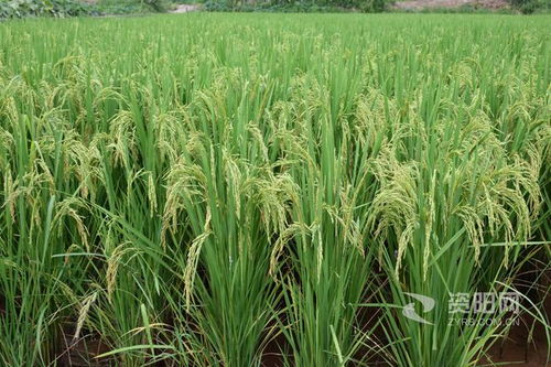 稻香四溢 雁江区保和镇近两万亩水稻丰收在望
