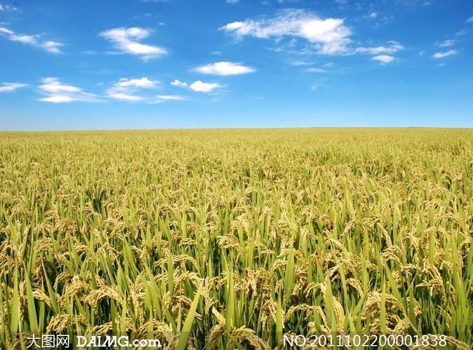 蓝天下的水稻成长摄影图片