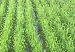 湖北钟祥职业农民种优质水稻 10万亩一年赚7000多万元